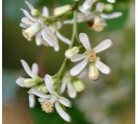 Olio Di Neem O Margosa Biologico Vergine, Pressato A Freddo 100 Ml