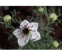 Olio Di Nigella O Cumino Nero Bio Vergine Puro 100 ML