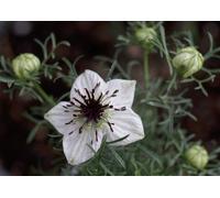 Olio Di Nigella O Cumino Nero Bio Vergine Puro 250 Ml