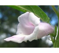 Olio Di Sesamo Bio Vergine Puro 250 ML
