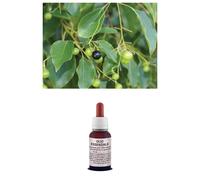 OLIO Essenziale 100% Puro HOWOOD Legno Di Canfora Naturale Uso Cosmetico