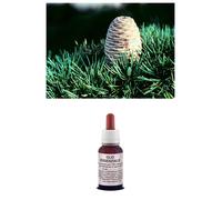 OLIO Essenziale 100% Puro LEGNO DI CEDRO Uso Cosmetico Profumo AROMATERAPIA