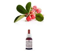 Olio Essenziale 100% Puro WINTERGREEN Naturale Uso Interno Esterno (10 ml)