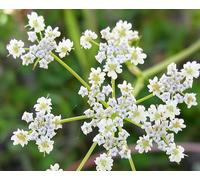 Olio Essenziale Ajwain - Anice Di Macinapepe Fucile Puro E Naturale