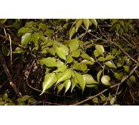 Olio Essenziale Amyris - Sandalo Haiti Puro E Naturale 50 ML