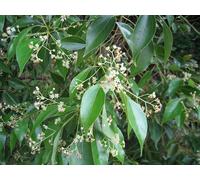 Olio Essenziale Da Albero di Canfora - Puro E Naturale - 500 ML