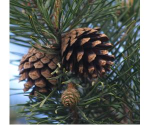 Olio Essenziale Da Pino Silvestre Puro E Naturale 1 Litro