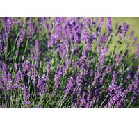 Olio Essenziale Di Lavanda Vera - Lavandula Angustifolia - 30 Ml