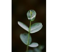 Olio Essenziale Eucalipto Globulus Puro E Naturale 30 Ml
