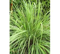 Olio Essenziale Lemongrass Citronella Di Madagascar Puro E Naturale 30 Ml