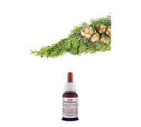 OLIO Essenziale Puro CIPRESSO Naturale USO Alimentare/Cosmetico AROMATERAPIA