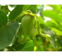 Olio Essenziale Ylang Completa Qualità Extra 50 ML