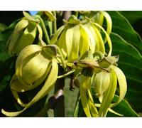 Olio Essenziale Ylang Ylang II - Qualità Extra 2° Distillato 50 Ml