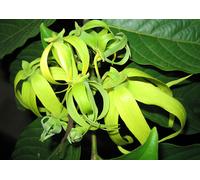 Olio Essenziale Ylang Ylang III - Qualità Extra 3° Distillato 50 Ml