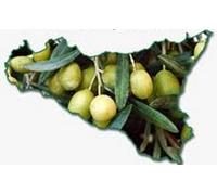 OLIO EXTRAVERGINE DI OLIVA SICILIANO NUOVO 2024 OLIO NOVELLO EVO D'OLIVA LITRI 1