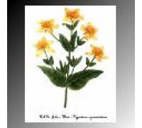 OLIO SAN GIOVANNI 50ML