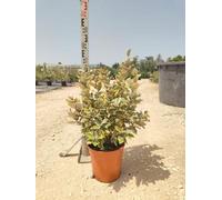 Olivagno Elaeagnus Ebbingei Viveleg Vaso 24 cm Sempreverde Variegato