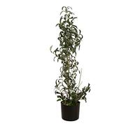 Olive - Albero di ulivo, 104 cm, con frutti per un tocco mediterraneo