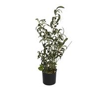 Olive - Albero di ulivo, 68 cm, con frutti per un tocco mediterraneo
