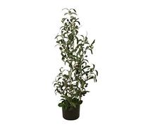 Olive - Albero di ulivo, 90 cm, con frutti per un tocco mediterraneo