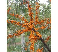 Olivello Spinoso Botaniczeskaja 2L - Frutti aspri con alto contenuto di zucchero