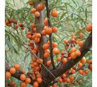 ~ Olivello Spinoso Hippophae rhamoides freddo Hardy a Zona 3 bis ~ brillante Horse ~ SEMI (30)