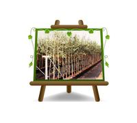 Olivi Leccio del Corno Olivi da Olio Altezza: 180 cm. Eta': 8 anni