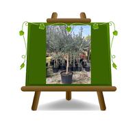 Olivi Leccio del Corno Olivi da Olio pianta vaso 40cm Altezza 200cm Eta' 10 anni