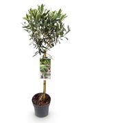 Olivo a Alberello in Vaso 19cm, per Terrazzo, Verde Oliva, Altezza 90cm