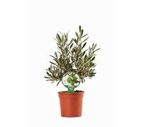 Olivo Cespuglio in Vaso di Plastica Riciclabile, Ø 15 cm, Colore verde oliva 40 cm di altezza - pianta viva