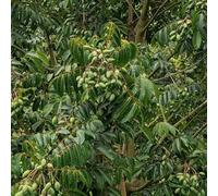 olivo, colonnari sul balcone interna rampicanti raro biologico, varietà antiche esterno d'appartamento esotiche 5semi