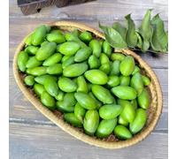 olivo, decorazione del soggiorno interna rialzata giardino sul balcone biologico, varietà antiche rampicanti balcone d'appartamento 25semi