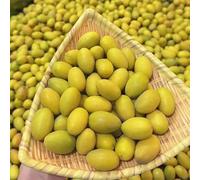 olivo, giardino sul balcone rampicanti vecchie varietà da interno rara copertura del terreno decorazioni da giardino per esterni 20semi