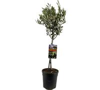 Olivo Olea Europaea a Tronco, per Esterno e Interno, Verde, Ø19cm, 90cm