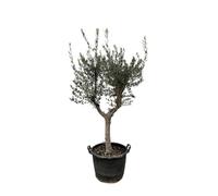 Olivo Olea Europaea con Tronco Sinuoso, per Giardino, Verde, 230cm Ø45