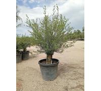 Olivo Olea europaea 'Koroneiki' vaso Ø60 cm altezza 120-140 cm | Albero mediterraneo da olio e ornamentale, Vivaio Garden Forest