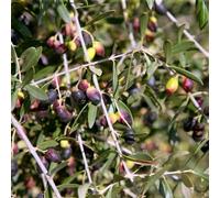 Olivo resistente - semi da balcone resistenti semi bonsái resistenti esotici giardino 50pcs