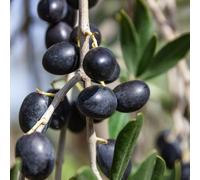 olivo, resistenti in vaso decorazione del soggiorno vecchie varietà da interno serra aiuole rialzate biologiche per il giardino da balcone, rara 9semi