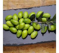 olivo - resistenti per balcone giardino roccioso con sostenibili 30semi