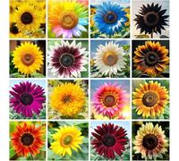 Oltre 1.500 girasoli, 15 varietà, colori assortiti, facili da curare, che li rendono la scelta ideale per creare il tuo giardino.