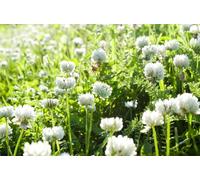 Oltre 10.000 trifogli bianchi Crescita densa Resistente al freddo e alla siccità Facile da mantenere.