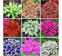 Oltre 200 Varietà Di Hosta, Con Le Loro Combinazioni di Fogliame Riccamente Colorate, Sono una Scelta Lussureggiante e Vivace Per Gli Accenti Frondosi.