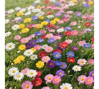 Oltre 3.000 margherite, disposte in modo naturale, creano un paesaggio fresco e rustico.