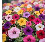 Oltre 300 glorie mattutine, le viti crescono vigorosamente, arrampicandosi e formando una struttura compatta.