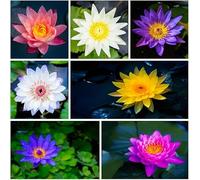 Oltre 90 Lotus Crea un paesaggio acquatico con foglie verticali, offrendo un effetto rinfrescante.