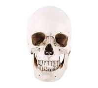 Omabeta Scheletro medico anatomico , a grandezza naturale 1 : 1 , replica realistica del cranio umano , modello osseo per decorazioni di Halloween , modelli medici , teschio a grandezza naturale