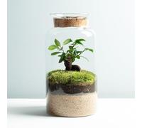 Omotesando Terrario Piante di Cristallo | Ciotola con Ficus Ginseng e Fitonia | Giardino Eterno Piante Naturali | Ecosistema Naturale | Giardino in una Ciotola | Annaffiare una volta all'anno | Eco