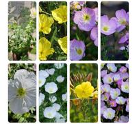 onagra riverdimento tetti selvatici selvatici balcone primavera perenni resistenti semi tagliati bonsái 1000pcs