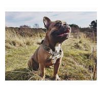 Onie per Cani Mezza Quadri Cane Formazione Obbedienza Martingala Collare UK Made