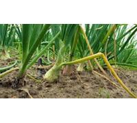 Onion, Texas Early Grain, Heirloom, Organic 25+ Seeds, Short Day, Vidiala Type:packing seeds only